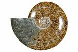 Polished Fossil Ammonite (Cleoniceras) - Madagascar #349175-1
